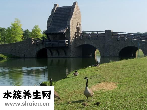 牙齒松動能修復