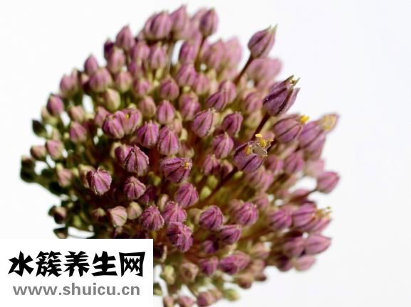 紅椒炒肉絲的做法