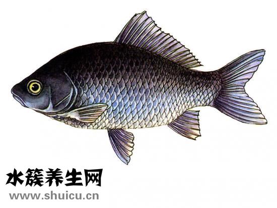 鯽魚豆腐湯的功效