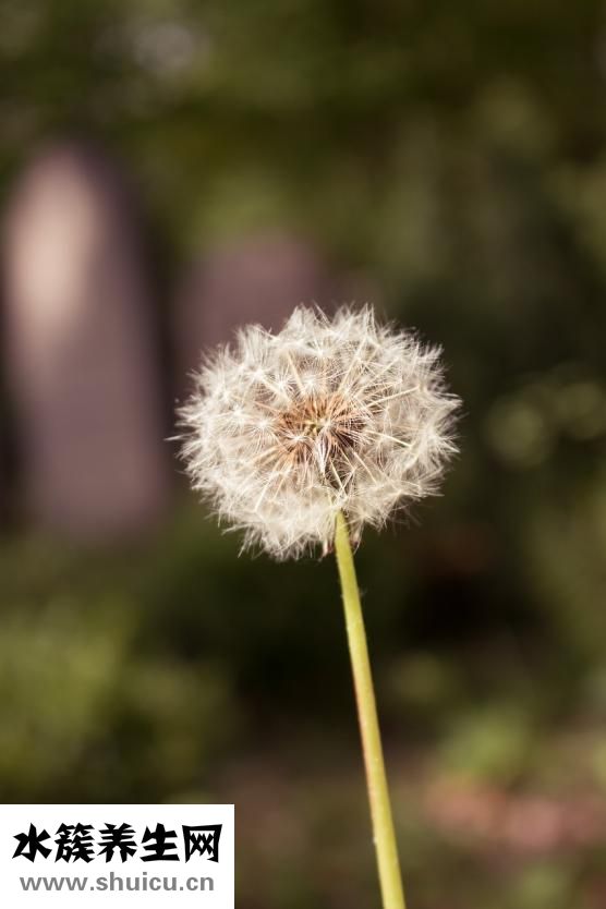 蒲公英的味道