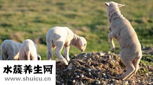 羊肉吃多了會怎樣