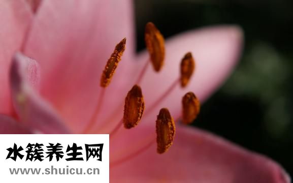 神經血管性頭痛