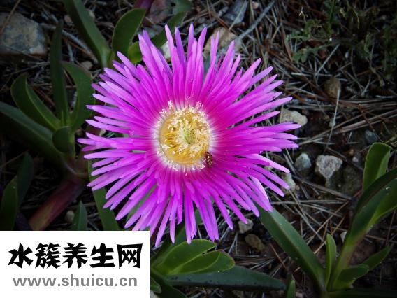 黃花菜怎么做好吃