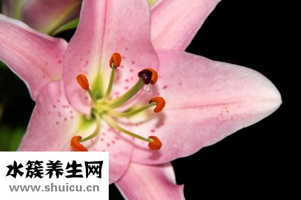 黃花菜怎么做好吃