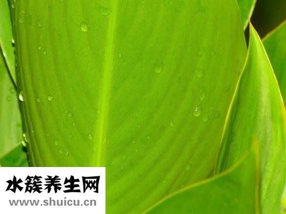 銀杏葉片說明書