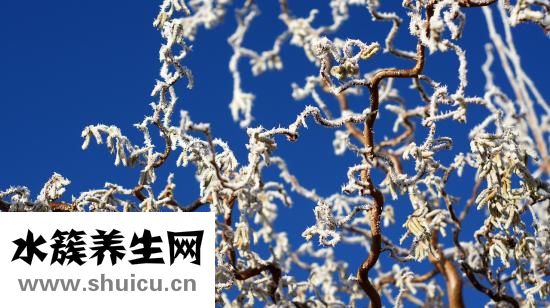 幽門螺旋桿菌飲食