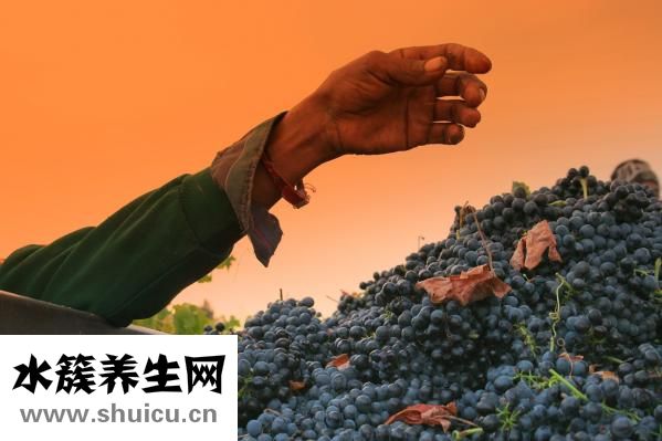 手掌經(jīng)絡(luò)圖