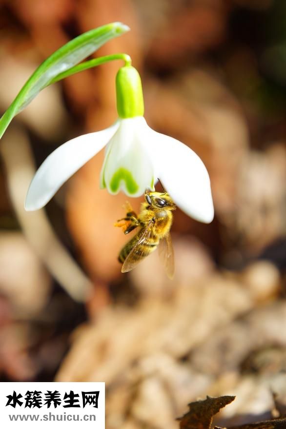 雪蓮果的功效和作用