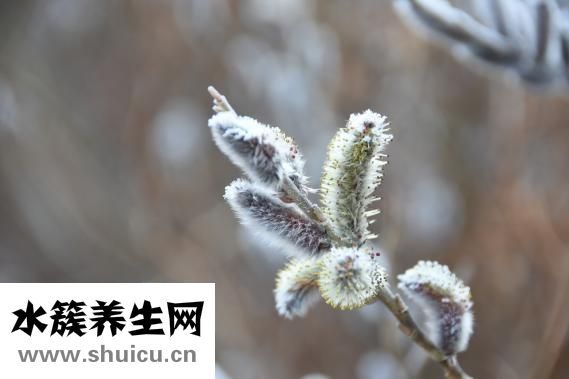 胸肌多久能練出來