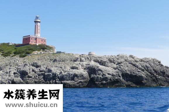 洛神花是什么花