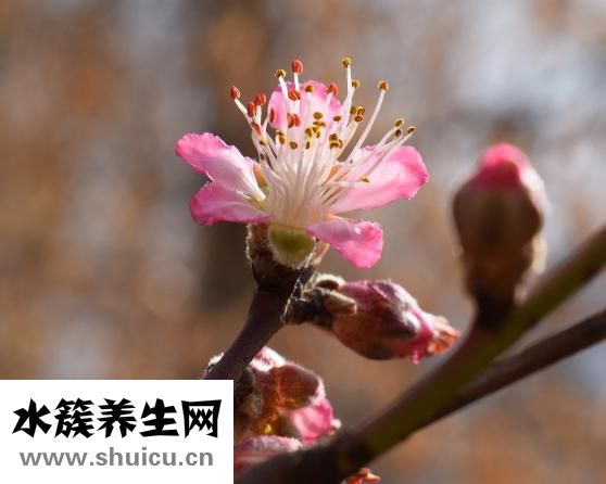 桃樹重要的三遍藥