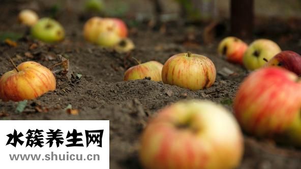 蝦殼的營養價值