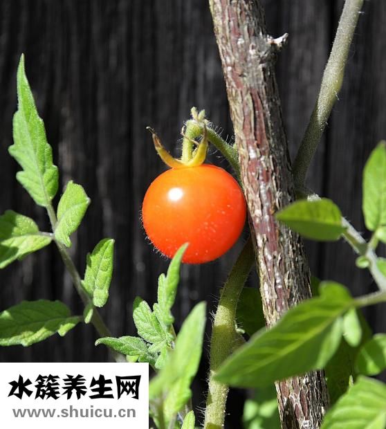 羊排怎樣做最好吃