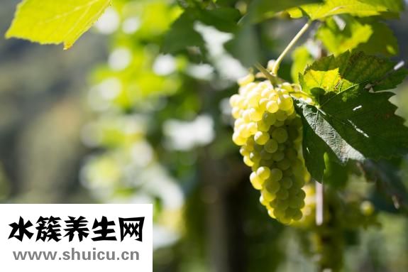 西蘭花可以放多久