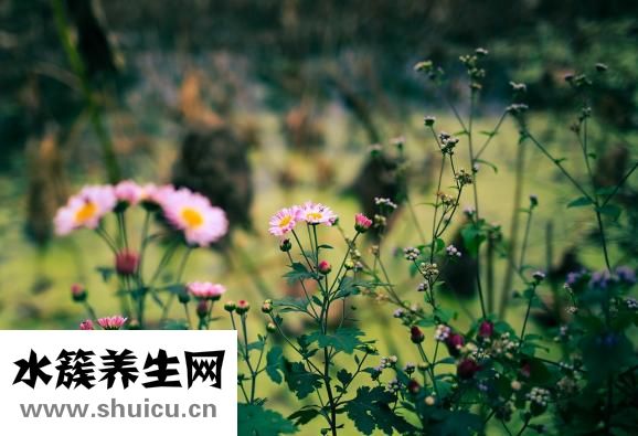 舒必利治療失眠嗎