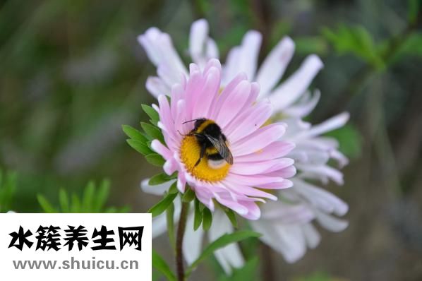 血小板低會(huì)怎么樣