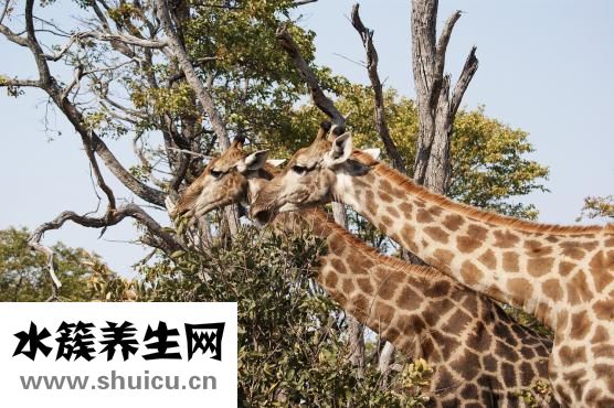 野生斑鳩能吃嗎