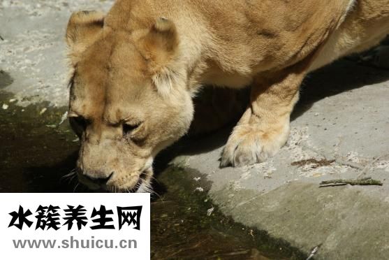 舌頭干是怎么回事