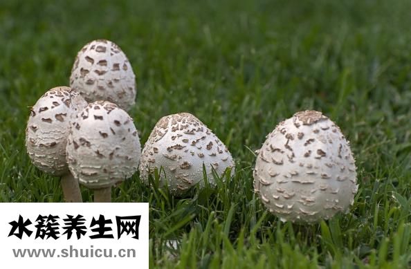 孕婦能吃茄子嗎