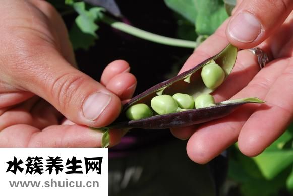 豌豆粒怎么做好吃