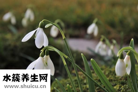 雪蓮果的功效和作用