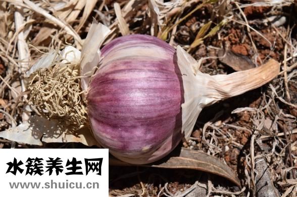 高血壓能吃大蒜嗎