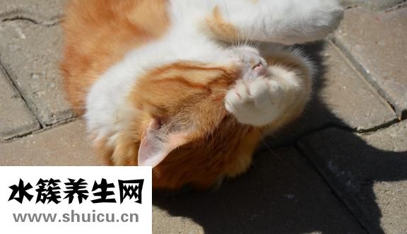 谷氨酸脫羧酶抗體