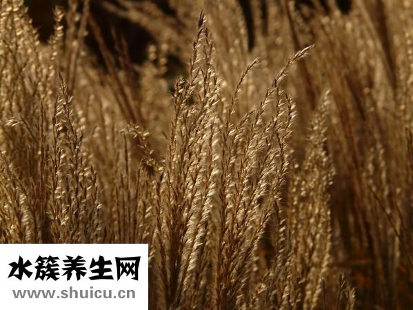 甘草的作用與功效