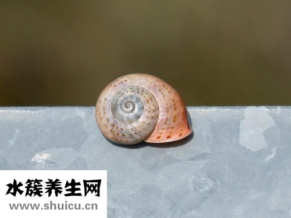 幽門螺旋桿菌飲食