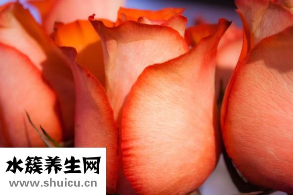 魚露的正確用法