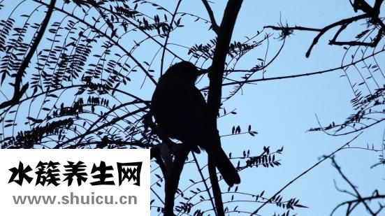 造血干細胞捐獻