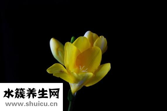 魚露的正確用法