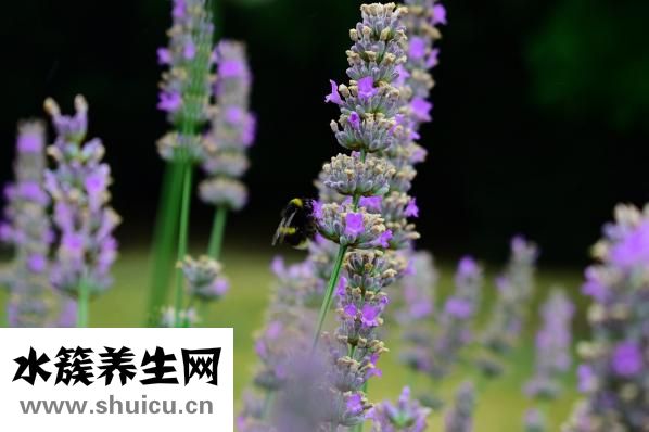 香薰精油怎么用