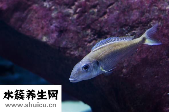 有傷口能吃魚嗎