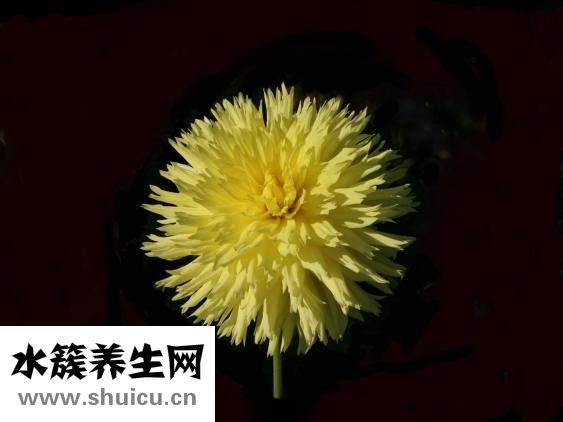 陰囊上長疙瘩圖片