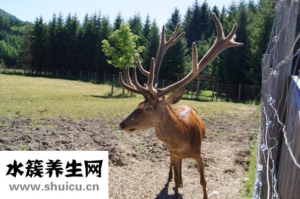 硬度不夠怎么調理