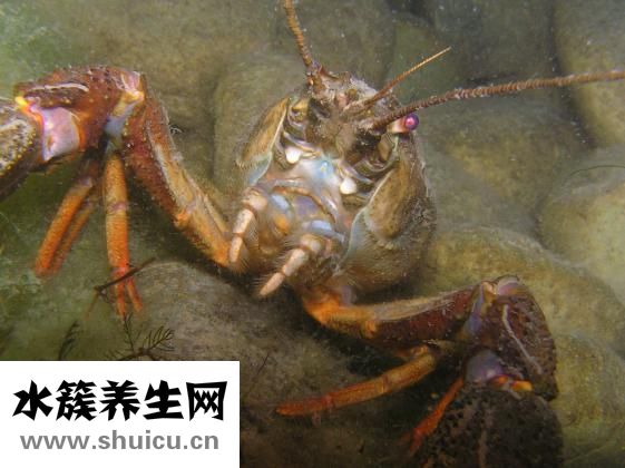 蒜汁怎么調(diào)好吃