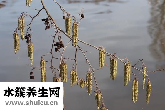 身上長(zhǎng)膿包圖片