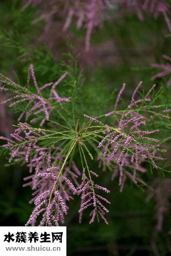 沙棘籽油軟膠囊