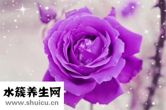 西蘭花能放多久