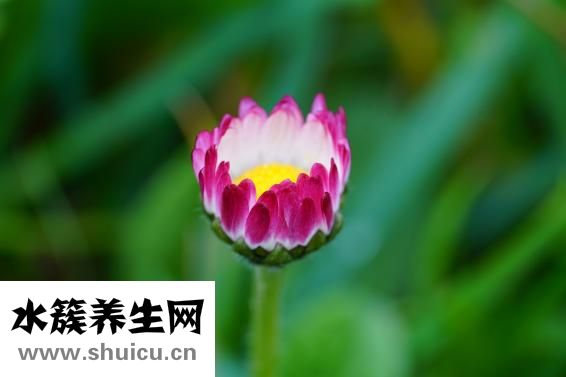 牙齒修復(fù)技術(shù)