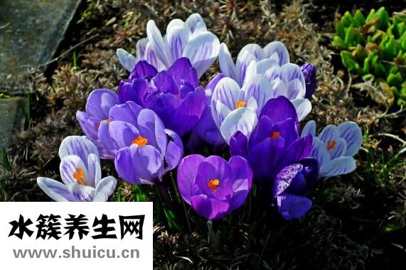 牙齦卟啉單胞菌