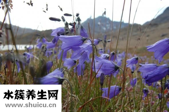 懷孕四個月肚子多大