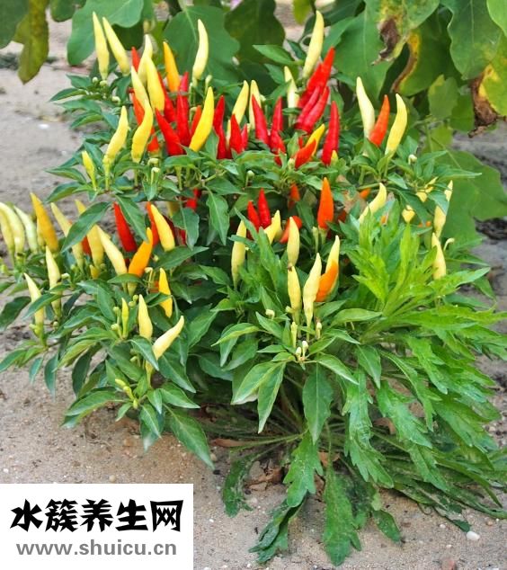 酸辣鳳爪的做法