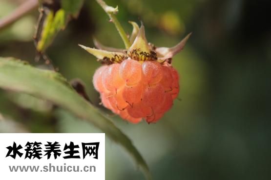 蠶豆的功效與作用