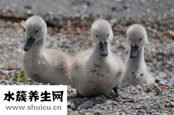 羊水深度多少正常