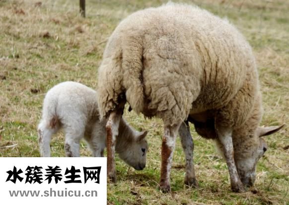 羊肉多少錢一斤