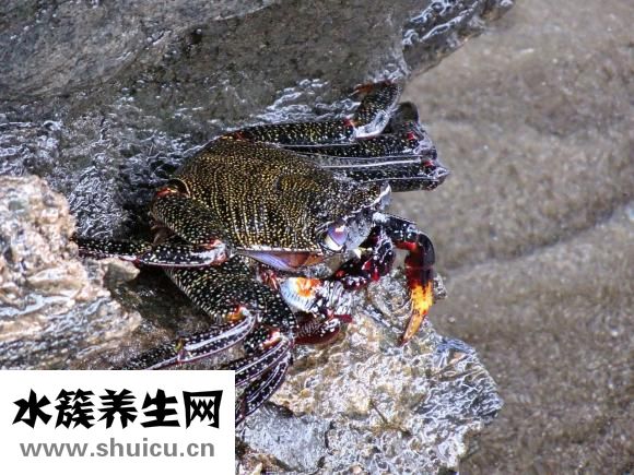 孕婦能不能吃螃蟹