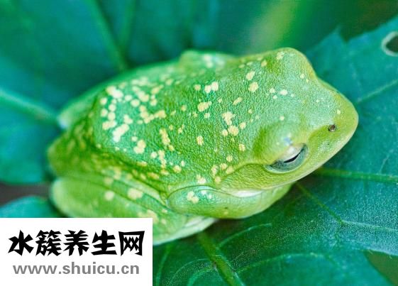 魷魚的熱量高嗎