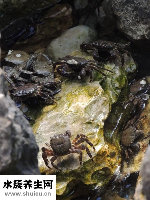 孕婦能不能吃螃蟹